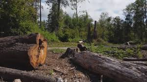 Best Root Management and Removal  in Manawa, WI