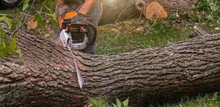 Best Tree Disease Treatment  in Manawa, WI