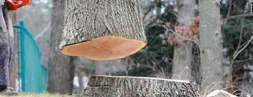Best Leaf Removal  in Manawa, WI