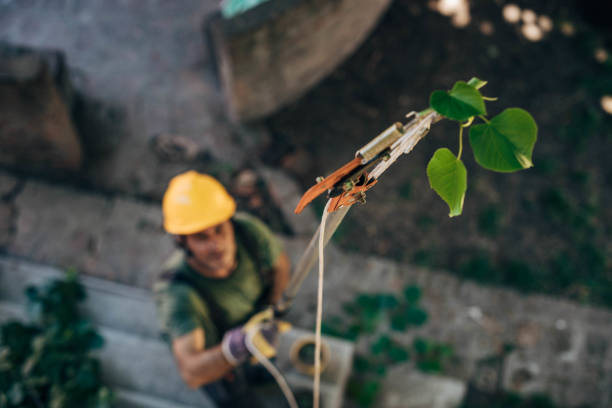 Best Utility Line Clearance  in Manawa, WI