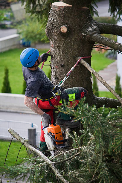 Best Hedge Trimming  in Manawa, WI