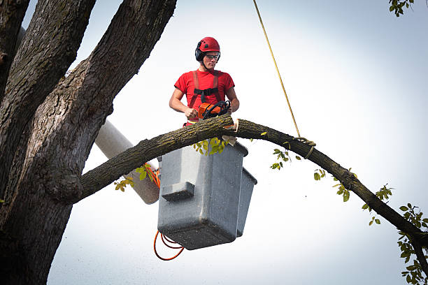 Best Commercial Tree Services  in Manawa, WI
