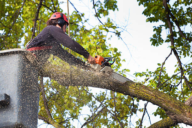 Best Tree Preservation Services  in Manawa, WI